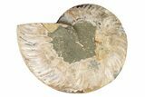 Cut & Polished Ammonite Fossil (Half) - Madagascar #191663-1